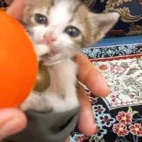 واگذاری بچه گربه|گربه|اهواز, حصیرآباد|دیوار