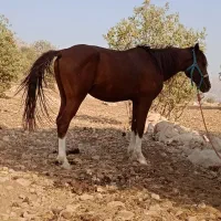 اسب پر خون آگهی به دقت بخون|اسب و تجهیزات اسب‌سواری|خرم‌آباد, |دیوار