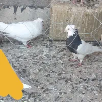 کفتر