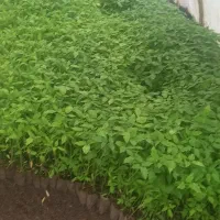 بذر گوجه بوراک