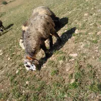 ۲راس میش بره دار