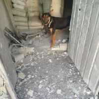 سگ ژرمن دوبرمن