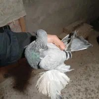 آبی پا پر سه پر مونده ماده|پرنده|ملکان, |دیوار