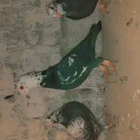 جفت جوجه سوسکی سیاه فروشی پدرشون نمایشی هست