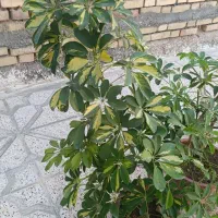 گل های شاداب|گل و گیاه طبیعی|بجنورد, |دیوار