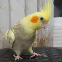 عروس هلندی نر گلباقالی مرواریدی|پرنده|شاهدشهر, |دیوار