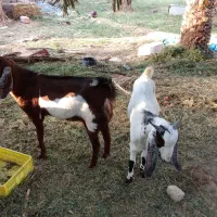 گوسفند رشتی|حیوانات مزرعه|نگین کویر, |دیوار