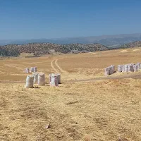 کاه گندم درجه یک