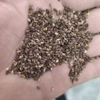 خرید کنجد در سراسر استان