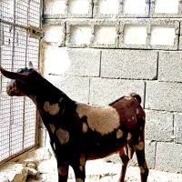 نری پچی صلاله