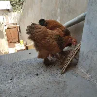 مرغ و خروس برهما اصل شش ماهه