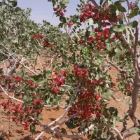 500متر-باغ-پسته