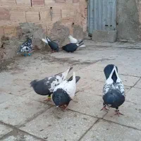 کبوتر|پرنده|سبزوار, جهاد کشاورزی|دیوار