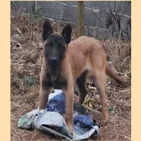 سگ مالینویز مخصوص نگهبانی و گارد نر یک ساله