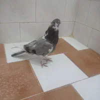 کبوترگرفتنی|پرنده|نقده, |دیوار