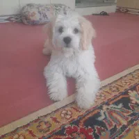 سگ‌ مالتیز  به علت مهاجرت فوری  ماده|سگ|پاکدشت, حصار امیر|دیوار