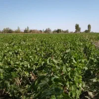 انواع نهال انگور سفید و قرمز وموندراپ مویز|خدمات باغبانی و درختکاری|ارومیه, |دیوار