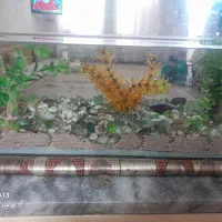 اکواریوم با ماهی|ماهی|تایباد, |دیوار