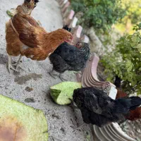 تعداد ۲۰ عدد مرغ و۳ عدد خروس