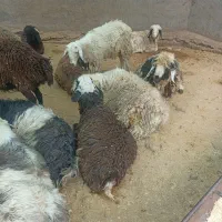 بره