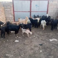 بز ترکی