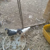 یک جفت کفتر چپ مشکی عطیقه