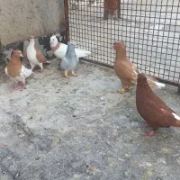 کبوتر فروشی