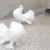 ی جفت دم چتر . سینه سیاه نر. طوقی ماده خفت تا بالغ