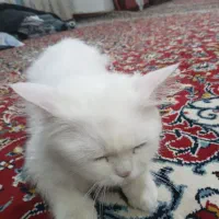 گربه بریتیش ماده فحل