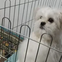 به علت مهاجرت