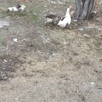 غاز محلی|حیوانات مزرعه|شیروان (خراسان), |دیوار