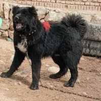 قدرجونه ۹ ماهه ادمی