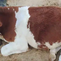 گوساله سمینتال