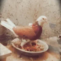 کفتر  باخت‌رفته