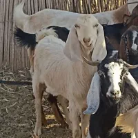 فروش تروشت سرحال و چابک یک ساله|حیوانات مزرعه|جازموریان, |دیوار