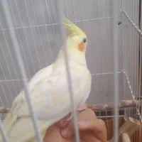 عروس هلندی با قفس