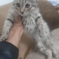واگذاری گربه دو ماهه