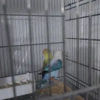 طوطی برزیلی یووینگ سرلاکی|پرنده|قدس, شهرقدس|دیوار