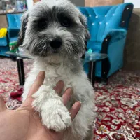 سگ پاکوتاه ماده