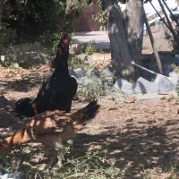 خروس اصیل لاری|حیوانات مزرعه|مشهد, امیرآباد|دیوار