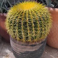 کاکتوس اچینو طلایی 12 ساله