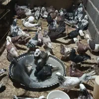کفتر یجایی دونه 100000