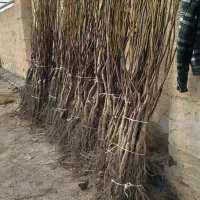 بهترین زمان خرید نهال گردو|خدمات باغبانی و درختکاری|شهرکرد, |دیوار