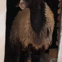 قوچ شال اصل نژاد دوقلوزا  چهار دندان