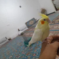 عروس هلندی ماده
