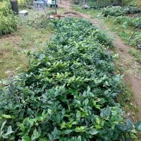 نشاء شمشاد سبز ، یاس هلندی ، پالم|خدمات باغبانی و درختکاری|خرمآباد (تنکابن), |دیوار