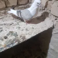 کبوتربی کاکول ماده با کاغذی ماده