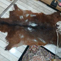 تعدادی تزیینی