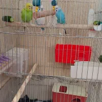 ۳عددمرغ عشق|پرنده|پاکدشت, پاکدشت (مامازند)|دیوار