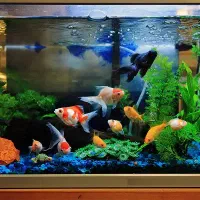 قبول اکواریوم